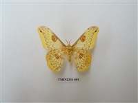 藏品(黃豹天蠶蛾)的圖片